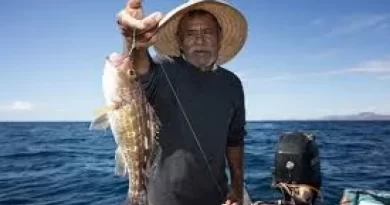 Pescadores de Sabaneta inician proyecto de producción de tilapias