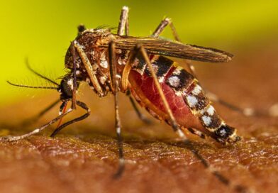 Boletín Epidemiológico reporta 79 casos de dengue y 177 de malaria en lo que va de año