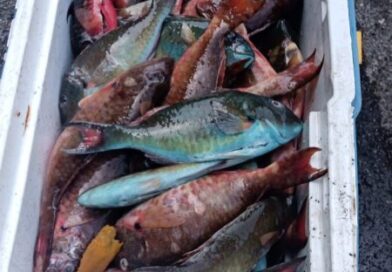 Apresan en Estero Hondo tres pescadores por posesión de especies marinas en veda