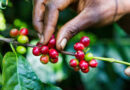 Los Cacaos: Donde el café es símbolo de esperanza y resistencia