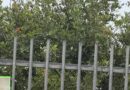 Legales o ilegales, redadas afectan a todos en California