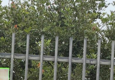 Legales o ilegales, redadas afectan a todos en California