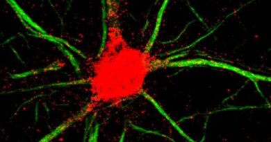 Descifran mecanismos cerebrales clave en el funcionamiento de la memoria de trabajo