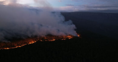Humareda e incendios devoran pinares y fauna endémica en la Sierra de Bahoruco