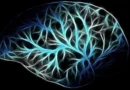 Nobel de Medicina 2026 reconoce avances que permiten estudiar el cerebro mediante la luz
