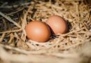 El dominicano promedio consume 320 huevos al año